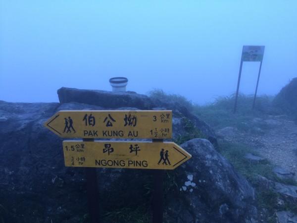 可爱兔子营救